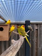 Div kakarikis, Dieren en Toebehoren, Vogels | Parkieten en Papegaaien, Meerdere dieren, Parkiet