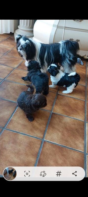 Exclusief mooie 200% raszuivere shih tzu pups. Zie foto's  beschikbaar voor biedingen