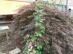 boom gratis af te halen/uit te graven, Tuin en Terras, Ophalen, Overige soorten