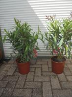 oleander, Tuin en Terras, Planten | Tuinplanten, Zomer, Vaste plant, Ophalen of Verzenden, Overige soorten