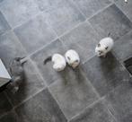 Prachtige britse korthaar kittens, Dieren en Toebehoren, Katten en Kittens | Raskatten | Korthaar, Meerdere dieren, Gechipt, 0 tot 2 jaar
