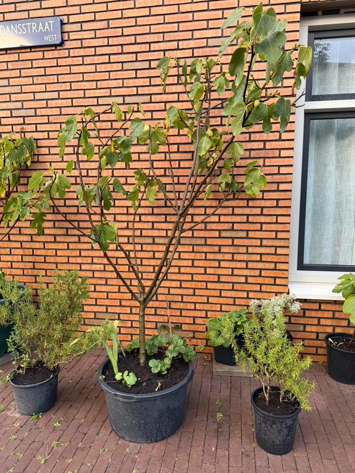 Vijgenboom 2 meter hoog 4 jaar oud, Tuin en Terras, Planten | Fruitbomen, Vijgenboom, 100 tot 250 cm, Volle zon, Lente, In pot