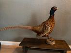 Opgezette fazant, Verzamelen, Dierenverzamelingen, Ophalen of Verzenden, Zo goed als nieuw, Vogel, Opgezet dier