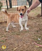 Enthousiaste Scooby ter adoptie., Particulier, Rabiës (hondsdolheid), Reu, 1 tot 2 jaar