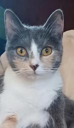 Prachtig Lieve poes half Britse korthaar, Dieren en Toebehoren, Katten en Kittens | Overige Katten, Poes, Kortharig, 3 tot 5 jaar