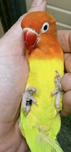 Prachtige brr agapornis fisheri lovebird opaline geel pop, Dieren en Toebehoren, Vogels | Parkieten en Papegaaien, Vrouwelijk