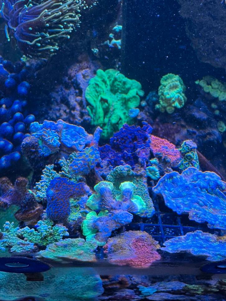 Allerlei mooie koralen ruilen, Dieren en Toebehoren, Vissen | Aquariumvissen, Overige typen