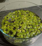 Gratis drijfplantjes amazone kikkerbeet, Dieren en Toebehoren, Vissen | Aquaria en Toebehoren, Ophalen, Zo goed als nieuw, Plant(en), Steen of Hout