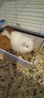 2 cavia mannen gratis., Dieren en Toebehoren, Juli, Mannelijk, Cavia