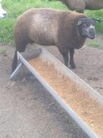 Dekram blauwe texelaar, Dieren en Toebehoren, Schapen, Geiten en Varkens, Mannelijk, Schaap