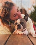Boston terrier, Rabiës (hondsdolheid), Eén hond, 3 tot 5 jaar, Nederland