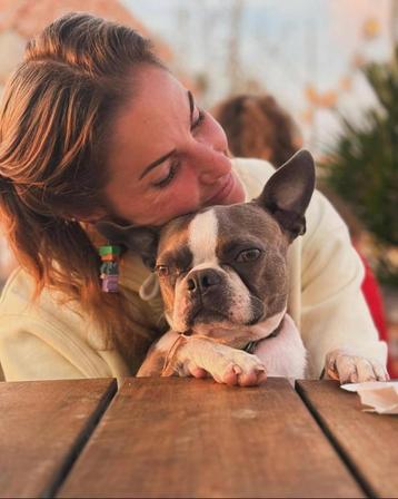 Boston terrier beschikbaar voor biedingen