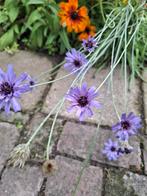 Cupid darts Strobloem, Ophalen of Verzenden, Volle zon