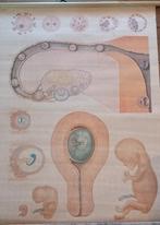 Oude schoolplaat Embryology 1, Ophalen, Natuur en Biologie