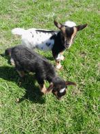2 super leuke en lieve bokjes tekoop, Mannelijk, Geit, 0 tot 2 jaar
