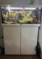 Planten terrarium, Ophalen, Gebruikt, Plant(en), Steen of Hout