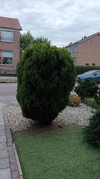 Gratis ophalen, Tuin en Terras, Planten | Bomen, Herfst, Overige soorten, 100 tot 250 cm, Ophalen