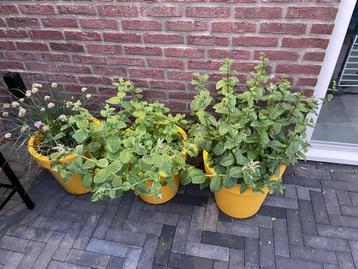 GRATIS! Ongeveer 6m2 dikformaat Milano antraciet beschikbaar voor biedingen