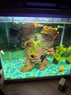 Compleet aquarium, Ophalen, Zo goed als nieuw, Gevuld zoetwateraquarium