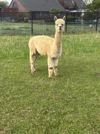 Mooie alpaca merrie te koop!, Dieren en Toebehoren, Overige Dieren, Juli, Vrouwelijk