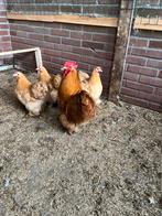 Broedeieren cochin kriel buff, Dieren en Toebehoren, Pluimvee, Geslacht onbekend, Kip