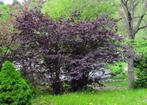 Rode hazelaar Corylus Maxima Purpurea hazelnoot, In pot, Minder dan 100 cm, Halfschaduw, Overige soorten