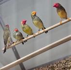 Binsenastrildes, Meerdere dieren, Tropenvogel