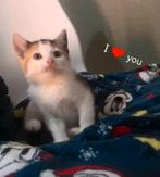 Nog 1 kitten "vrouwtje" ❤️, Meerdere dieren, Kortharig, 0 tot 2 jaar