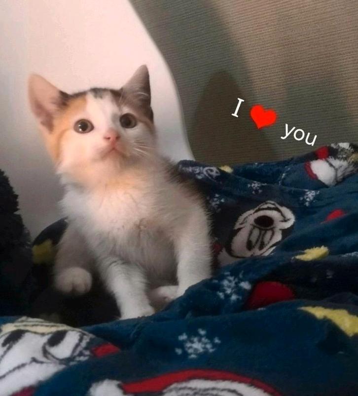 Nog 1 kitten "vrouwtje" ❤️, Dieren en Toebehoren, Katten en Kittens | Overige Katten, Kortharig, Meerdere dieren, 0 tot 2 jaar