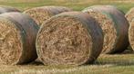 Bio hooi Jacobskruiskruid vrij, Meerdere dieren, Schaap