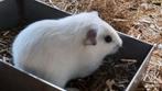 Laatste witte beertje,  samen met een kleurdwerg rammetje., Dieren en Toebehoren, Knaagdieren, Cavia, Mannelijk, Mei, Tam
