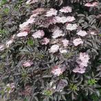 Donkerbladige vlier (Sambucus nigra 'Black Lace'), Ophalen, Zomer, Volle zon