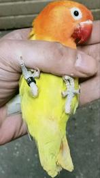 Prachtige jonge agapornis fisheri opaline groen dilute pop, Dieren en Toebehoren, Vrouwelijk, Dwergpapegaai of Agapornis, Geringd