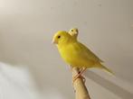 Mooie mannelijke kanaries | Goede zangvogel | Kanarie, Dieren en Toebehoren, Vogels | Kanaries, Mannelijk, Kleurkanarie