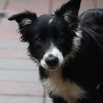 Mooi border Collie pup met stamboom, Dieren en Toebehoren, Honden | Niet-rashonden, Reu, Eén hond, Middel, Nederland