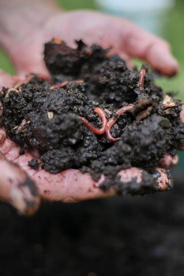 Uit de biologische moestuin: Wormencompost. beschikbaar voor biedingen
