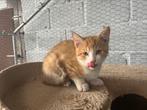 2 lieve katertjes beschikbaar, Dieren en Toebehoren, Kater