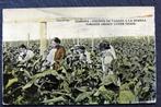 Teelt van tabaksplanten in de schaduw, Havana, Verzenden, Voor 1920, Ongelopen, Ambachten of Beroep