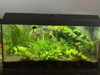 Juwel Primo aquarium 60 liter, Dieren en Toebehoren, Ophalen, Gebruikt, Gevuld zoetwateraquarium