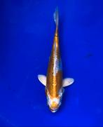 Leuke Tosai 🇯🇵mix 🇯🇵15-20 cm, Karper of Koi