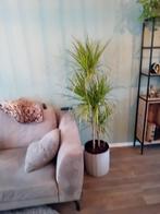 Mooie grote plant, Huis en Inrichting, Kamerplanten, Ophalen of Verzenden, Halfschaduw, 150 tot 200 cm