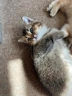 Lieve aanhankelijke britse korthaar katertje te koop, Kater, Gechipt, 0 tot 2 jaar
