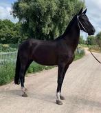 Prachtige merrie, Dieren en Toebehoren, Paarden, Merrie, Minder dan 160 cm, Niet van toepassing, Tuigpaard