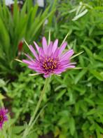 zaden van Morgenster of tragopogon, Ophalen of Verzenden, Voorjaar, Volle zon, Zaad