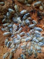 Porcellio Laevis 'Dairy Cow', Bijen