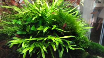 Aquariumplanten Javavaren Trident beschikbaar voor biedingen