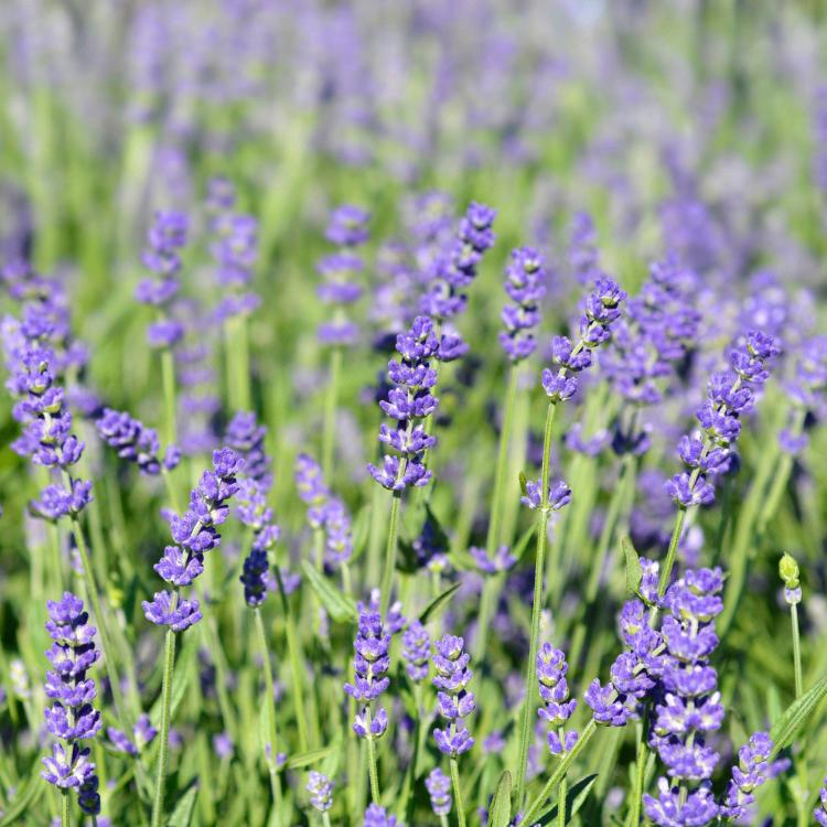 Lavendel - 'Hidcote' p9 tuinplanten ACTIE, Tuin en Terras, Ophalen of Verzenden, Vaste plant, Overige soorten, Volle zon