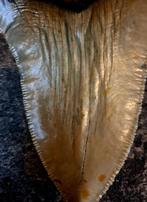 Megalodon Tand- USA- PATHO!! ORIGINEEL	11x7,7x2,3	cm, Ophalen of Verzenden, Fossiel