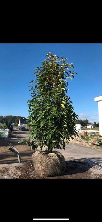 Portugese laurier augustifolia 180cm hoog heg haag groen