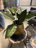 Gouden pot + kunstplant, Ophalen, Zo goed als nieuw, Binnen